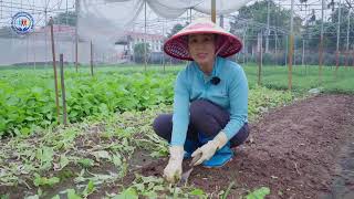 Đừng Ăn Rau Nếu Chưa Biết Điều Này! Hành Trình Từ Nông Trại Đến Bàn Ăn