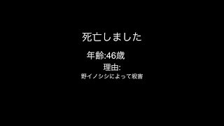One Hour One Life・ゲームキャスト街ができた記録