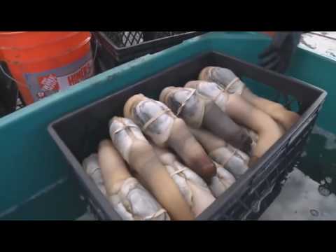 News : seafood -- Catching and processing geoduck