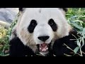 PANDA -Giant Panda Bear Species Spotlight