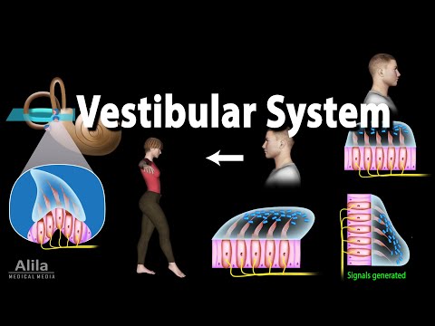 The Vestibular System, Animation
