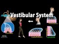 The Vestibular System Animation