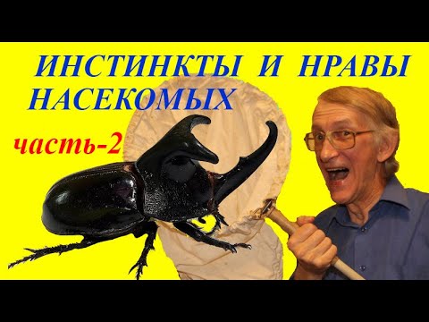 Интеллект насекомых. Комариный хобот под микроскопом. Комнатная муха под микроскопом. Мозг насекомых. Искусственный интеллект и насекомые.