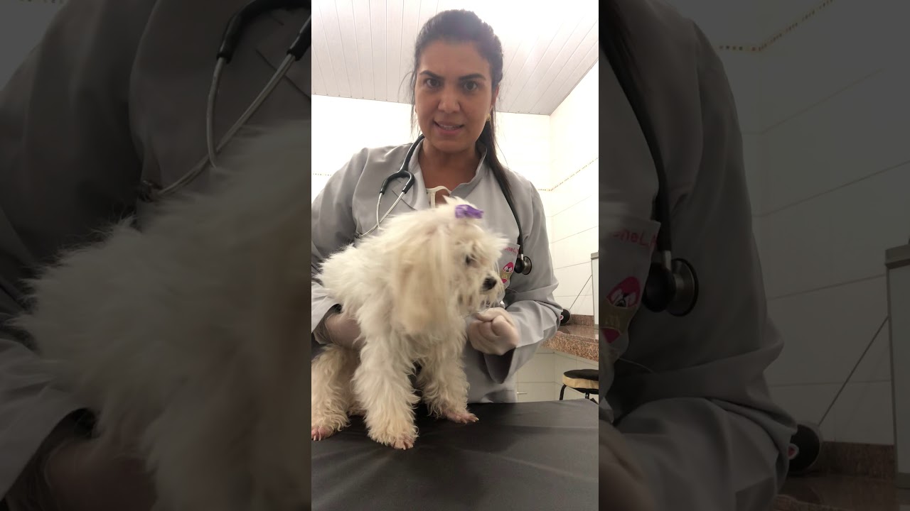 Semiologia do sistema cardiovascular em cães- parte I após introdução