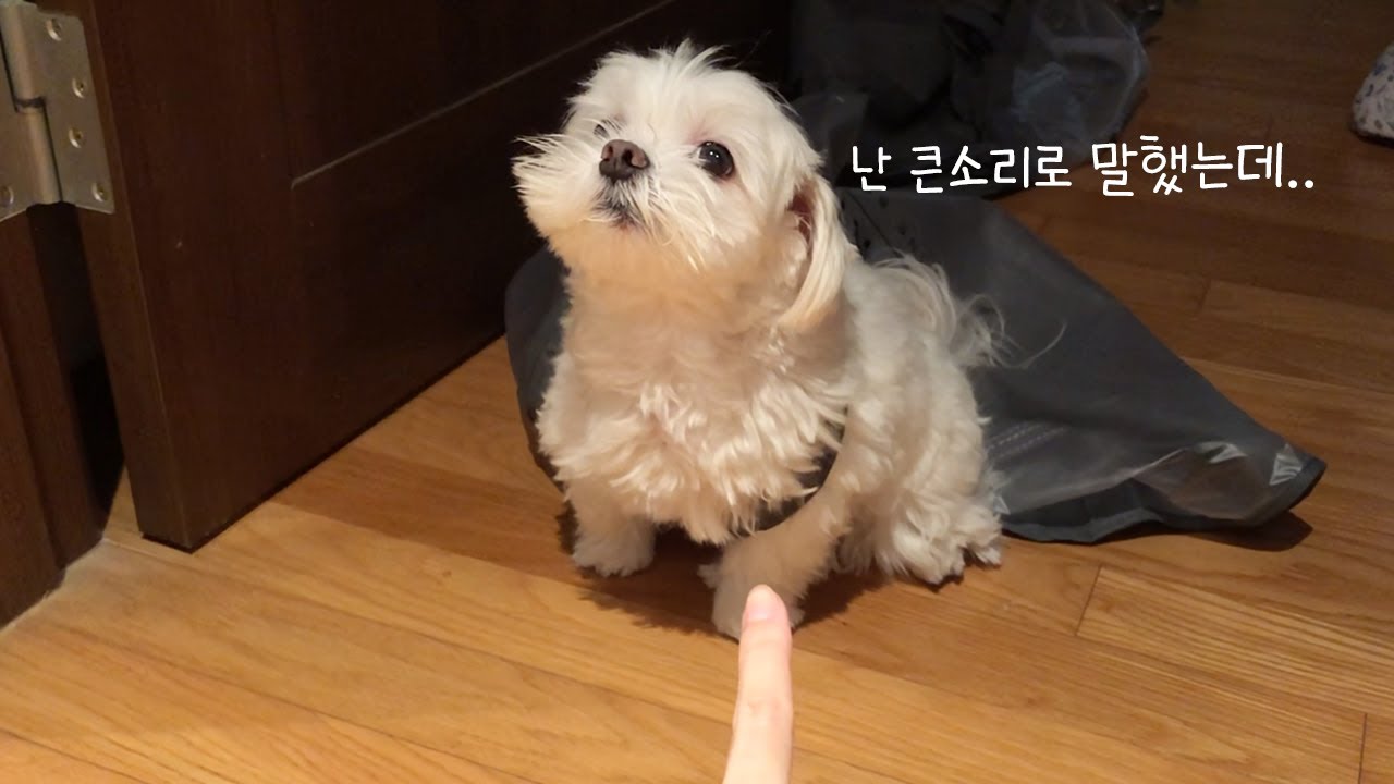 재롱아 그럴 땐 더 크게 말해야 돼