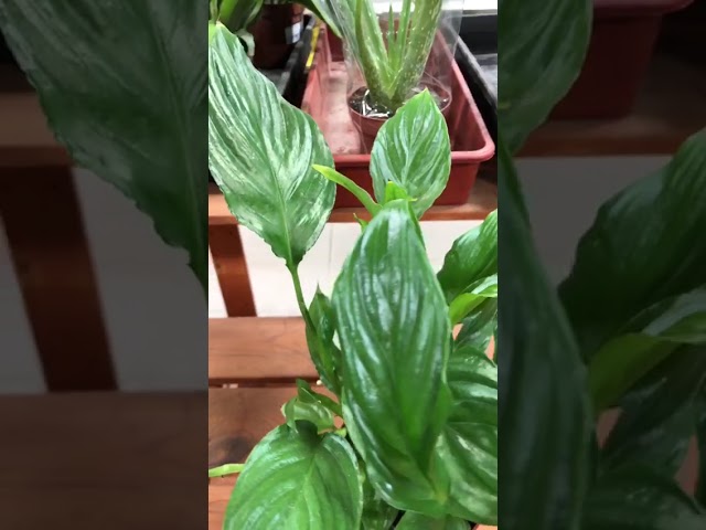 Стандарт поставки видео №1 Спатифиллум Беллини, D-13 Стандарт поставки видео №1 Спатифиллум Беллини, D-13