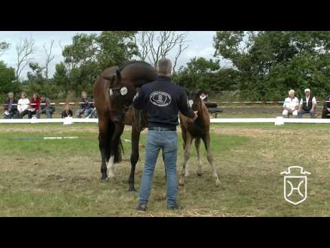 NF305 Stutfohlen von Quidam de Revel - Cormint - Alcatraz