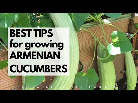 BEST TIPS for growing ARMENIAN CUCUMBERS: Grow cucumbers even during HOT SUMMERS