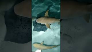 🦈 Maldives Shark Watching at Four Seasons Landaa Giraavaru