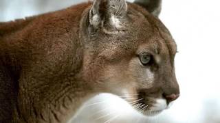 DEMONS &amp; WIZARDS - DOWN WHERE I AM