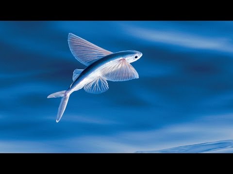 Poisson volant, la VDM... - ZAPPING SAUVAGE