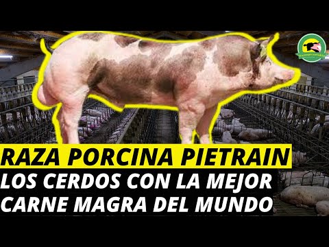 , title : 'RAZA PORCINA PIETRAIN🐷Los Cerdos Con La Mejor Carne Magra Del Mundo(Ventajas Y Desventajas)'