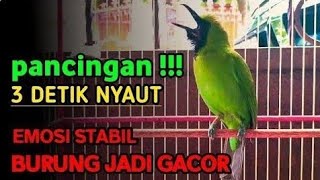 Download lagu Pancingan Cucak Ijo Gacor Memancing Lawan Agar Mau Tarung! Seketika Jamtrok dan Bongkar Isian mp3