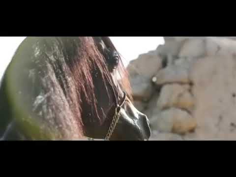 ارشيف للجميل بديع الناصر  اي ار فرير *عليا الناصر