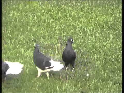 Donek aleko all black