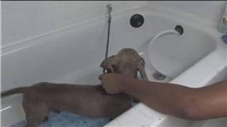 Dog Grooming : How to Give a Dog a Bath