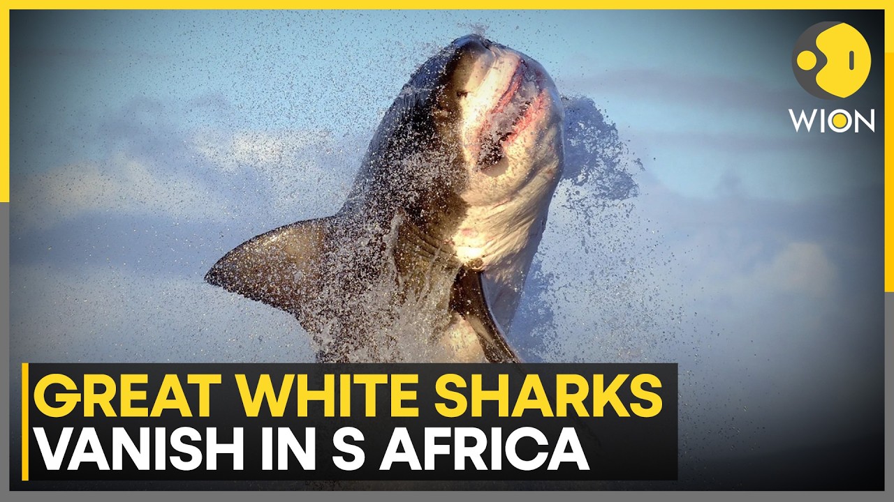 Great White Sharks Vanish: Mystery Deepens Off South Africa Coast | WION World News