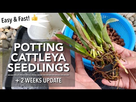 POTTING Cattleya Seedlings With Update  | Orchid Repot | How To Plant Cattleya Seedlings In A Pot