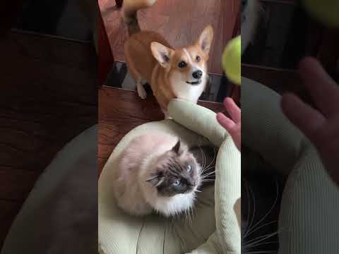 Kimmy loves playing 🎾 #dog #doglove #corgi #pets