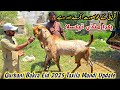 Friday Taxila Bakra Mandi Latest Update 16 May 2025 Bakra Eid Qurbani Bhatta Chowk Mandi