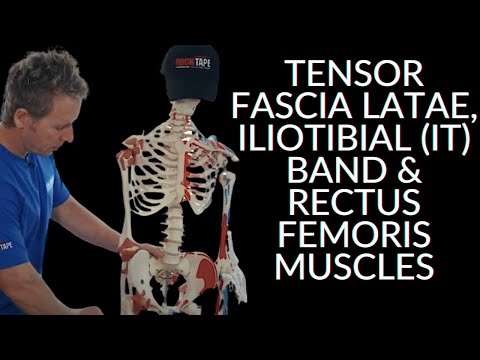 Anatomy Series - Tensor Fascia Latae, Iliotibial  (IT) Band & Rectus Femoris Muscles
