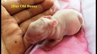 Cute Baby Rabbit Video Funny Turu 2018