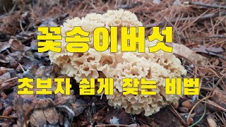 꽃송이버섯 자생지 꽃송이버섯산행 초보자 쉽게 찾는 비법전수