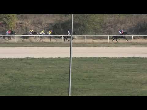 Trka "Piccoloweddingparty" 20.10.2019 Owen The Law - Cristian Gnesi