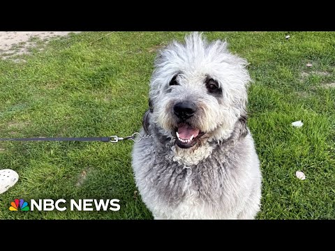 Family grieves dog shot by LAPD officer during Knicks celebration
