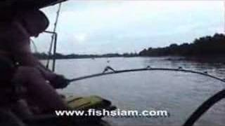preview picture of video 'Giant freshwater stingray fishing Maeklong River Thailand'