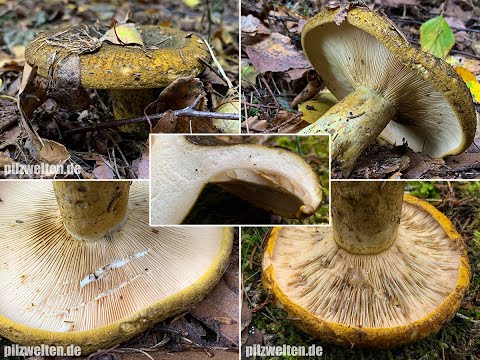Olivbrauner Milchling, Olivgrüner Milchling, Tannenreizker, Mordreizker | Lactarius turpis