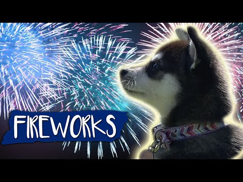 Fireworks Noise Desensitization For Dogs