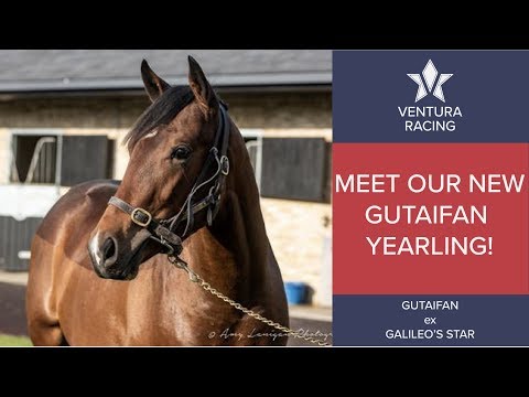 Meet Our New Gutaifan Yearling!