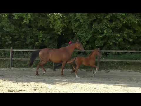 Stutfohlen v.  By your Side - Quantensprung