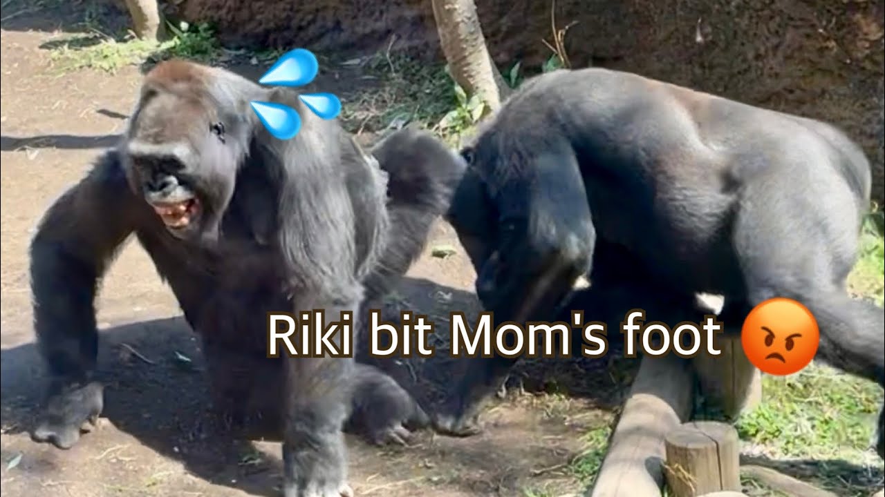 ママの足に噛みついた息子リキに怒りの父ハオコ🔥🦍💨