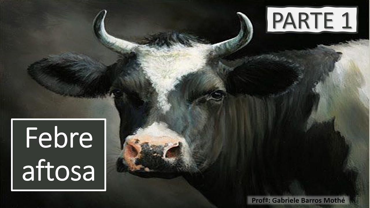 FEBRE AFTOSA - parte 1 (medicina veterinária)