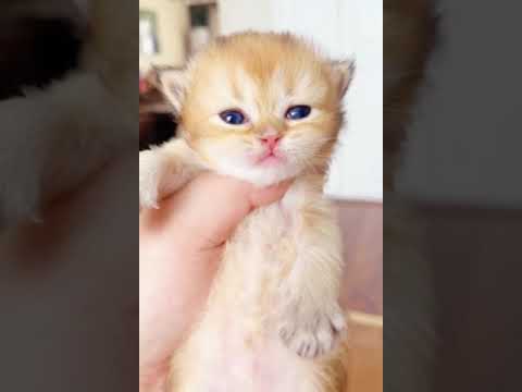 Beautiful cat voice | hadiqqa official