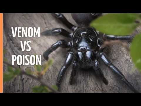 Lethal Poison: Animal Armory 🐍 | Nature’s Most Venomous Creatures | Full Documentary