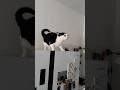 Funny Tuxedo Cat Foryou Funny Cat Funnycat Youtubeshorts Pov Fyp Funnyvideo
