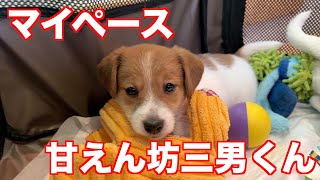 【ジャックラッセルテリア】のんびりマイペース甘えん坊なビブリー三男くん動物癒し動画「にくきゅう」