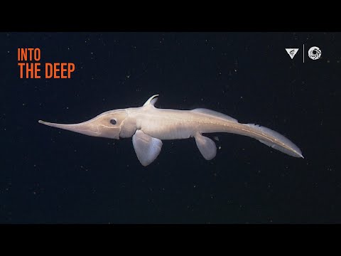 Fascinating Deep Sea Creatures