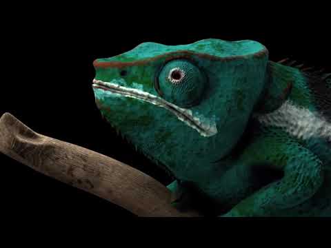 【中間課題】panther Chameleon