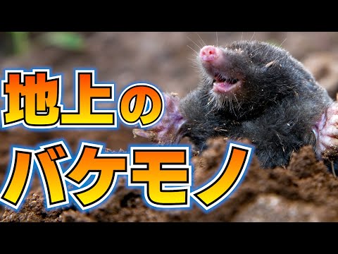 Parascalops breweriについて詳しく解説
