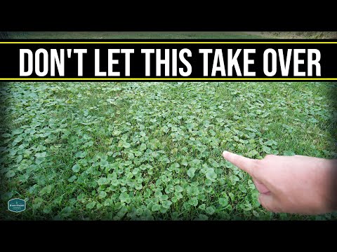 This Will Take Over Your Lawn!! // Get Rid Of Creeping Charlie, Ground Ivy, Wild Violet