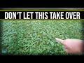 This Will Take Over Your Lawn Get Rid Of Creeping Charlie Ground Ivy Wild Violet