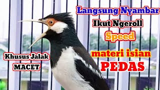 Download lagu KICAU Jalak Suren Full isian MEWAH ! AUTO Bongkar Isian Jalak Suren Segala Kondisi Pasti GACOR mp3