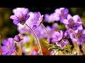 FLOWERS CAN DANCE Amazing Nature Beautiful Blooming Flower Time Lapse Video
