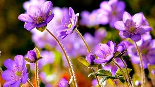Download lagu FLOWERS CAN DANCE!!! Amazing nature/ Beautiful blooming flower time lapse video mp3 Download lagu FLOWERS CAN DANCE!!! Amazing nature/ Beautiful blooming flower time lapse video mp3