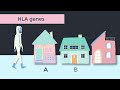HLA Genes & Molecular Typing Immunology Tutorial