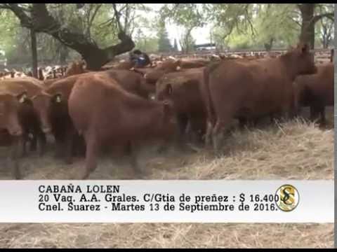 13-09-16 Venta de Vaq. Preñadas - Cabaña Lolen - Coronel Suarez.